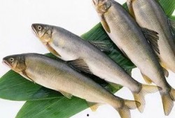 新闻爆料海鱼视频下载大全,海量海洋生物资源一网打尽