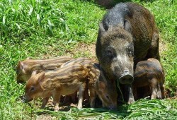 巴中野猪爆料事件视频播放,揭秘事件背后真相